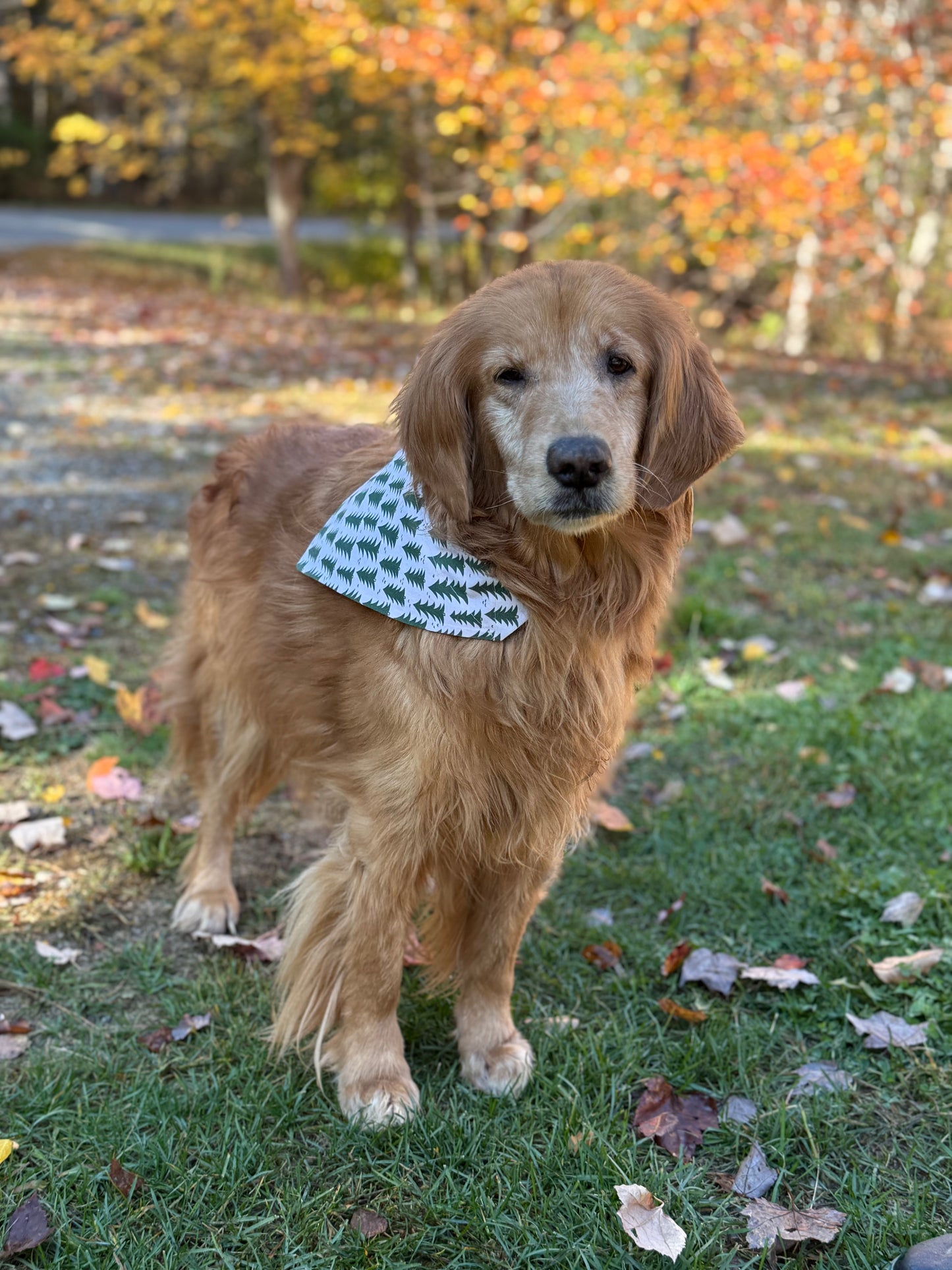 Bandana