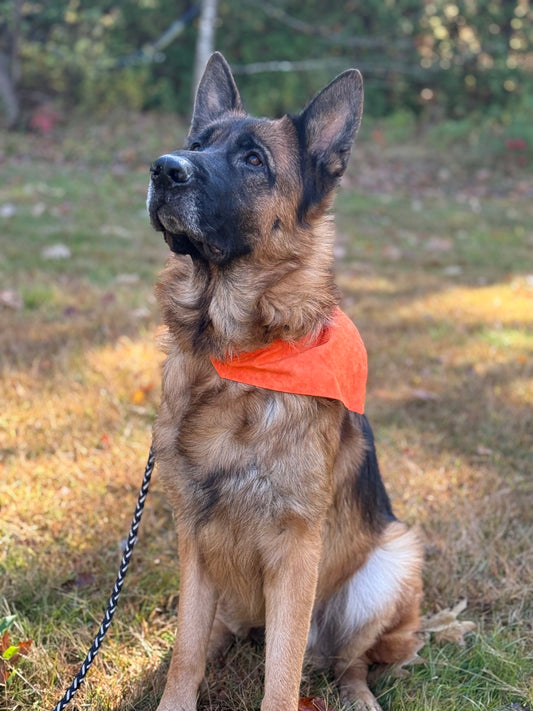 Bandana